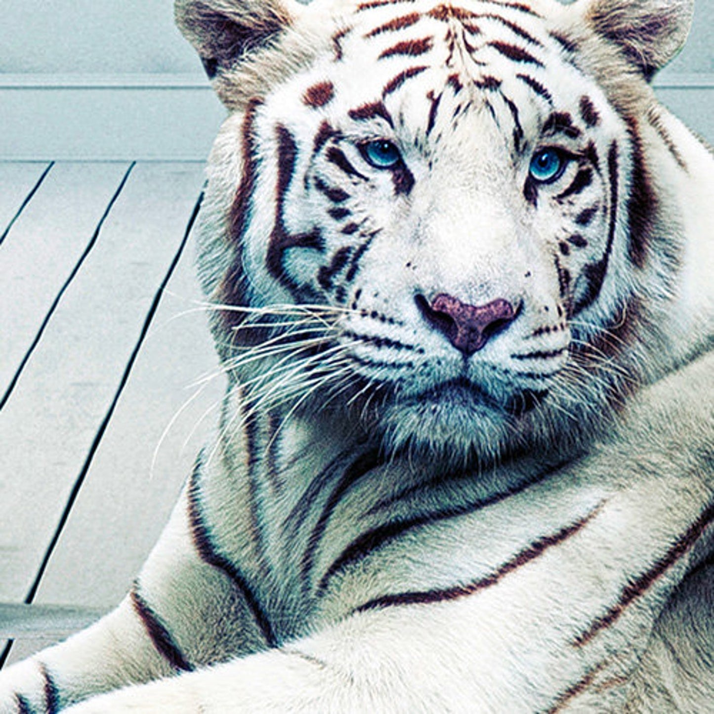 Tiger outside door mural, self-adhesive, single piece