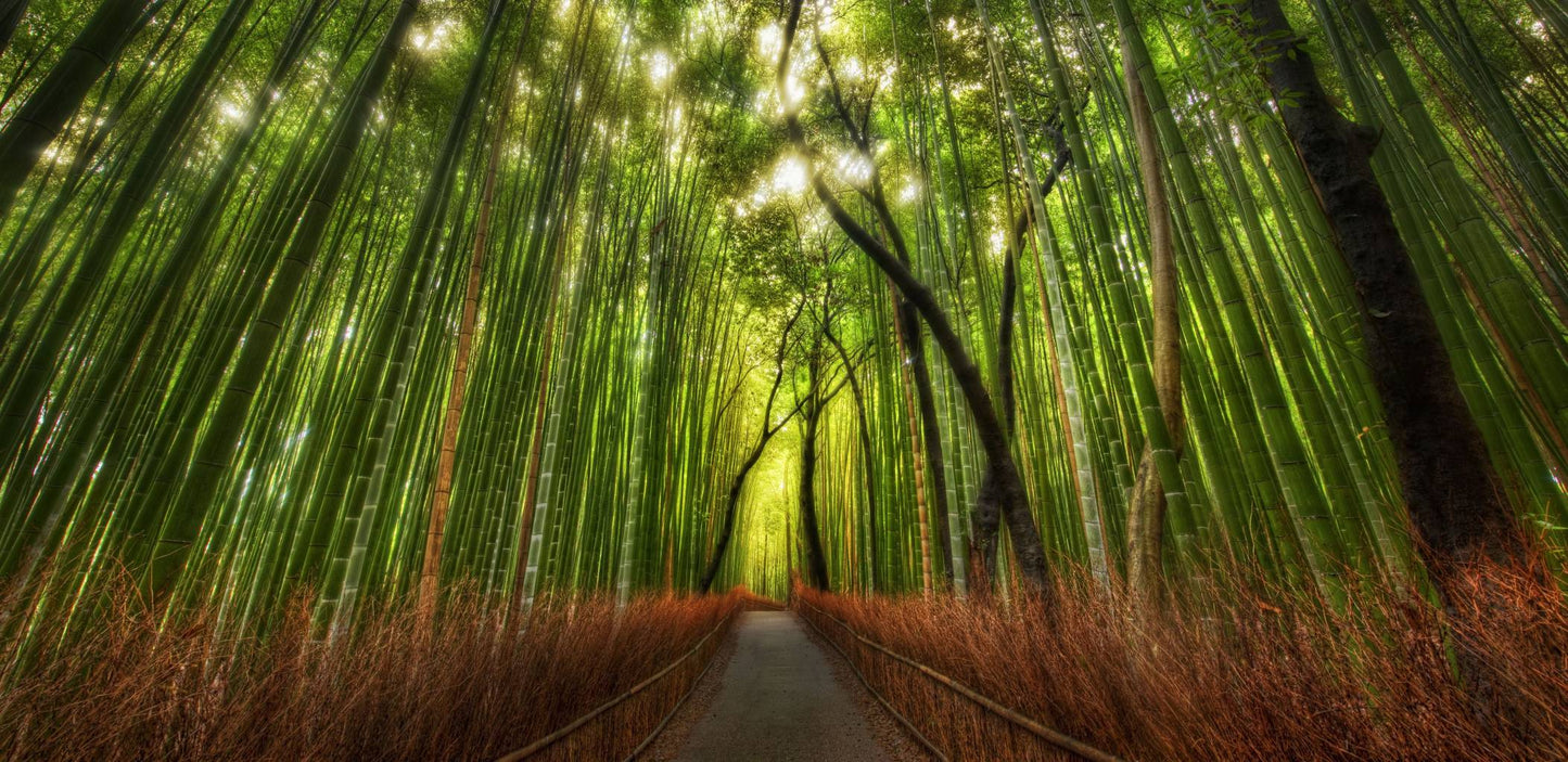 A narrow path runs through a dense bamboo forest with tall green bamboo stalks, brown underbrush along the sides, and bright sunlight filtering through the canopy.