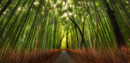 A narrow path runs through a dense bamboo forest with tall green bamboo stalks, brown underbrush along the sides, and bright sunlight filtering through the canopy.