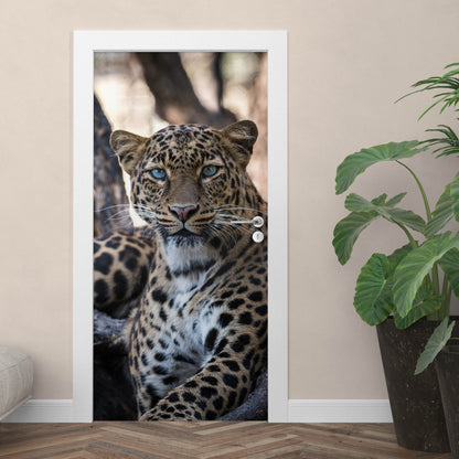 Leopard with blue eyes door sticker mural, peel and stick, single piece