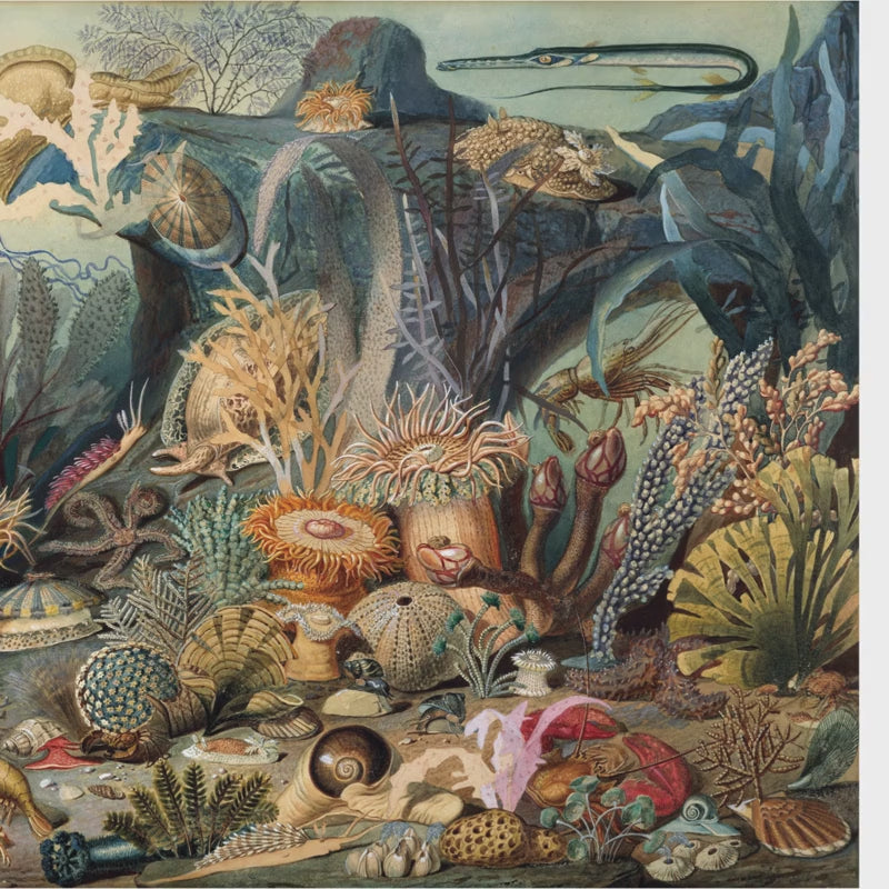 Antique scientific illustration wallpaper with seahorses, starfish, and ocean life in muted beige and terracotta tones.