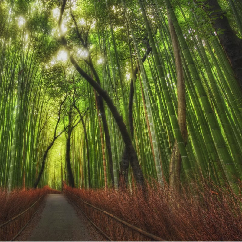 Japandi style accent wall covered in a seamless bamboo grove print.