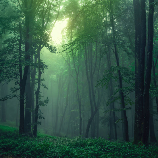 Misty emerald forest wall mural