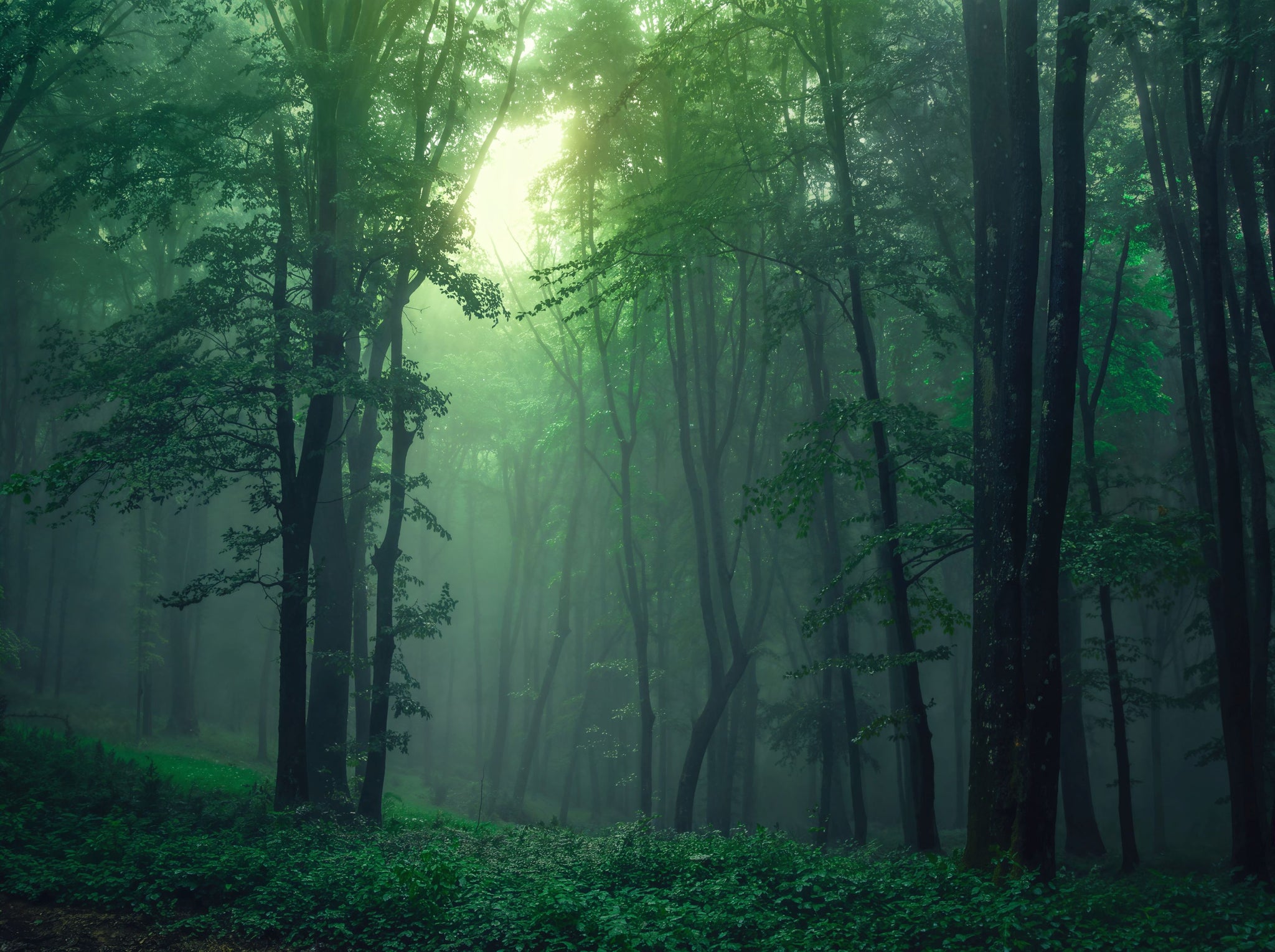 Misty emerald forest wall mural