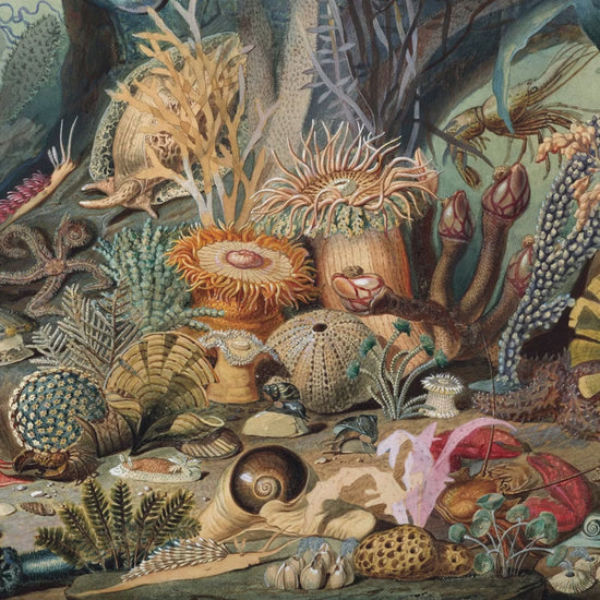 🐚 Create a storybook space with vintage ocean biology wallpaper! Perfect above chair rails in living rooms or offices. Removable vinyl available.