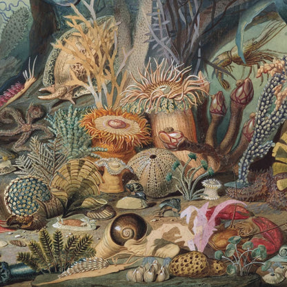 🐚 Create a storybook space with vintage ocean biology wallpaper! Perfect above chair rails in living rooms or offices. Removable vinyl available.