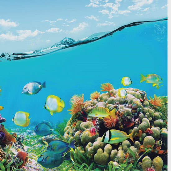 Underwater split-view nature photo mural in a playful kids bedroom