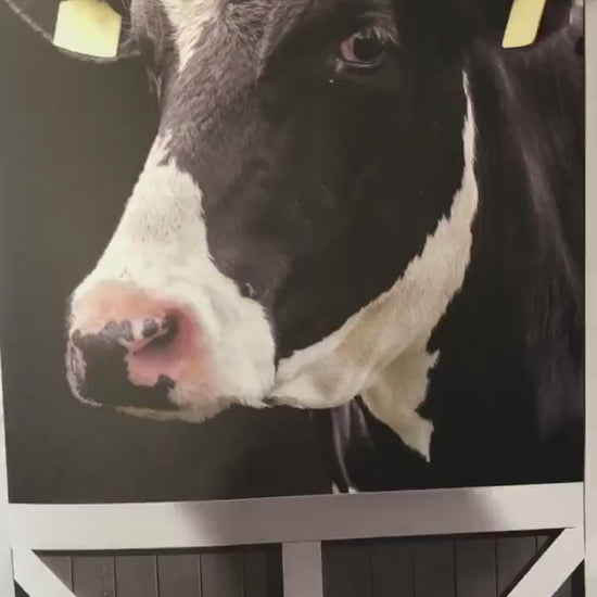 Black Cow in Farm door sticker mural