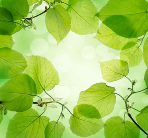 Ceiling STICKER MURAL green leafes decole poster